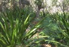 Fernvale NSWplanting-garden-and-landscape-design-46.jpg; ?>